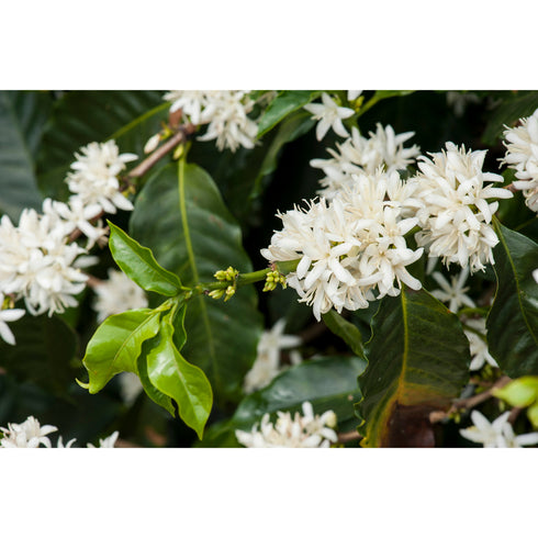 三ツ又ブレンド/MITSUMATA BLEND