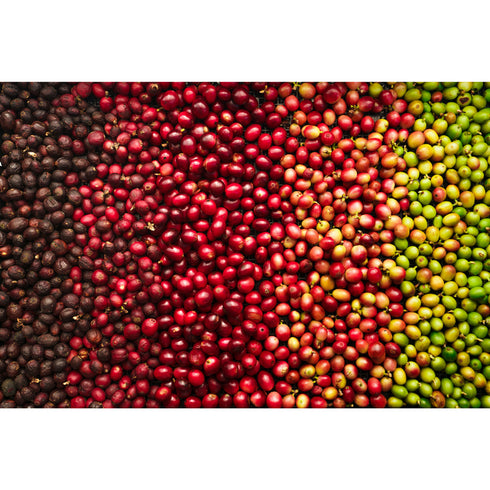 大井町ブレンド/OOIMACHI BLEND